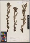 Foto von Salix aurita L.